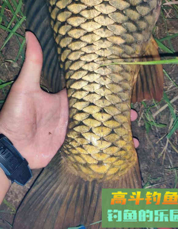 钓鱼真的有新手光环？教条主义是累赘