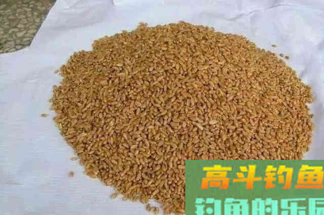 大草鱼难钓到怀疑人生？其实只要用好这5种饵就好