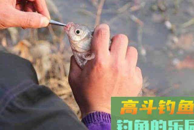 天气冷，连板鲫都不咬钩了？那是你没试过这用饵秘诀