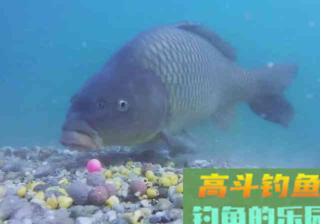 新手钓鱼想要好鱼获，得先了解这四个入门常识