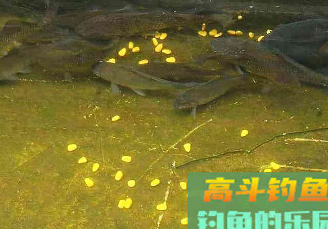 搞明白窝料进水没动静的三个原因，打窝聚鱼不难