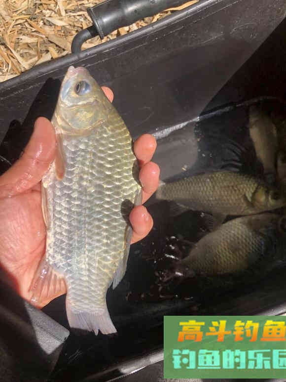 蚯蚓挂法优劣对比，根据鱼情做最优选择