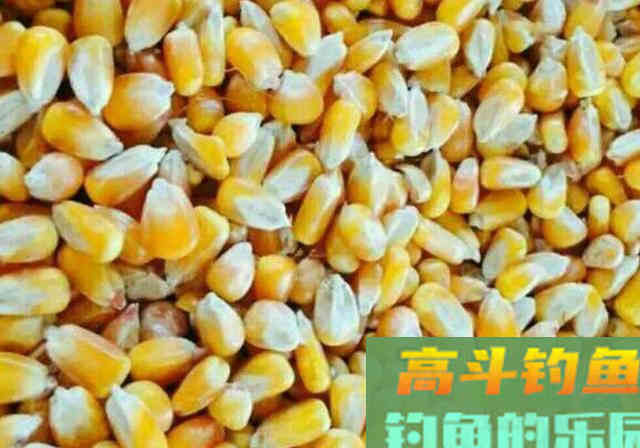 钓友醉酒分享自用窝料配方，看完此文窝料不用买了