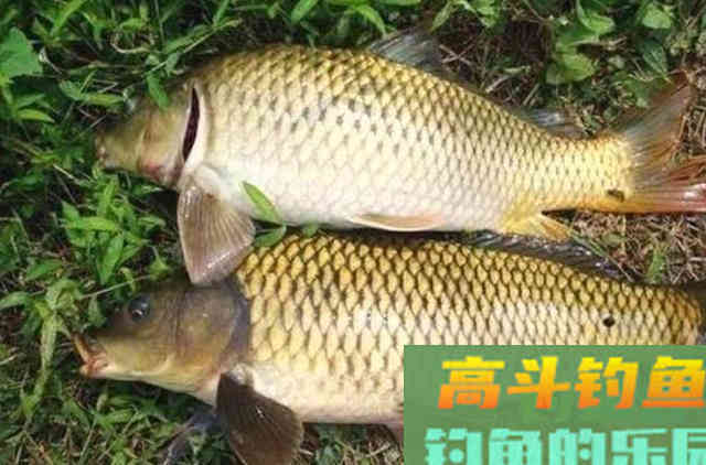 仲秋太冷，鲤鱼就不上钩了？那是你没用这特效饵