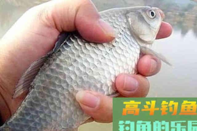 自从饵料加了这玩意，大板鲫不想上钩都挺难