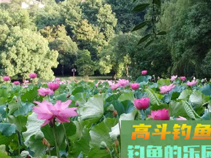 要想配好饵得先了解商品饵的分类和特性
