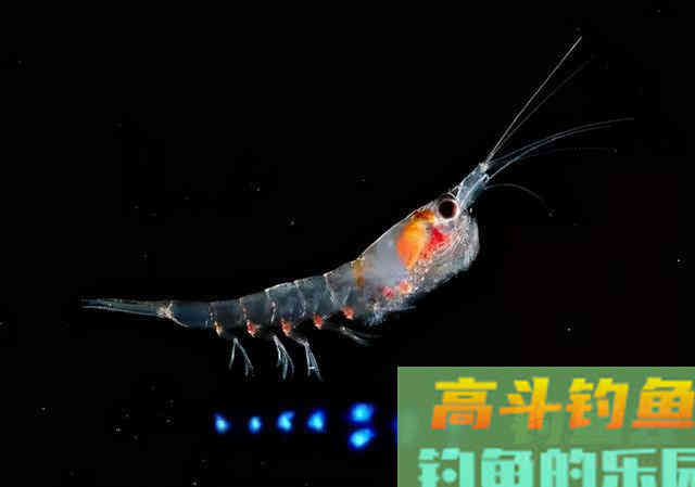 钓鱼用的磷虾粉，只要这样配比，一年四季都可用