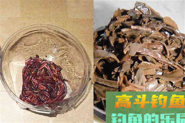 同样是蚯蚓做饵料，为何收获的差异巨大