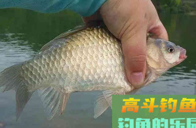 冬钓又一鲫鱼饵料火了