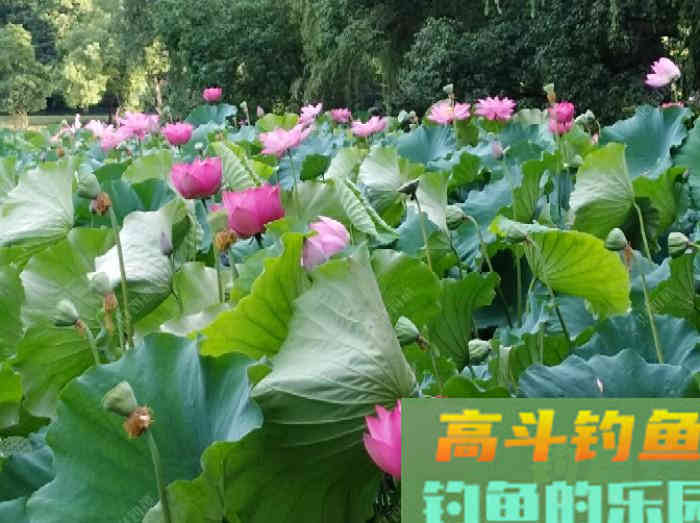 要想配好饵得先了解商品饵的分类和特性