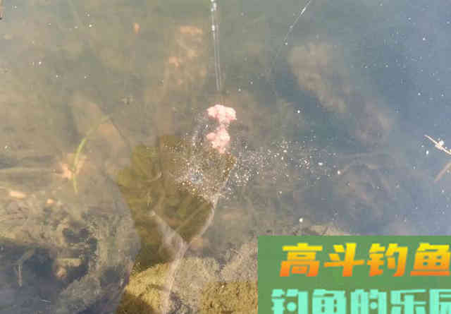 网红饵料全能腥（香）真的好用吗