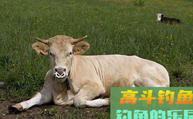 牛粪都能钓鱼了？跨界饵料令人意想不到