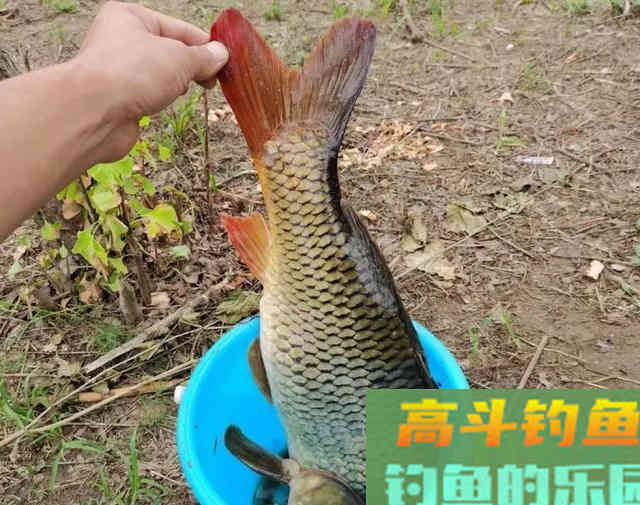 野钓窝料哪家强？这7款窝料用的人最多