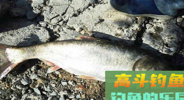 大蒜能不能钓鱼，适合钓什么鱼？我告诉你