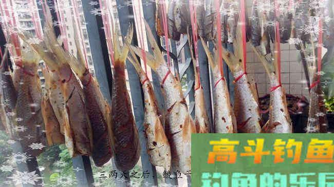 商品饵料搭配钓废塘大丰收鲮鱼