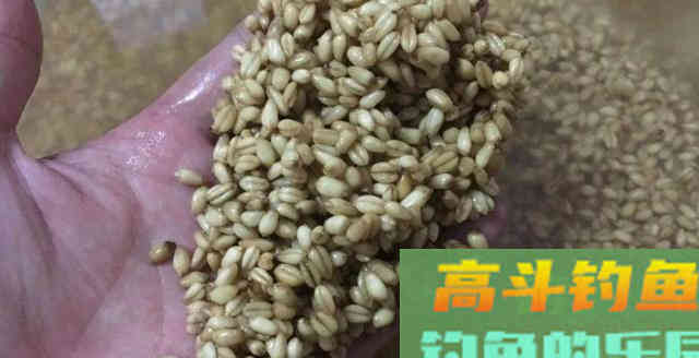 冬季窝饵被封为王者的是哪3种？在身边，老钓友不教