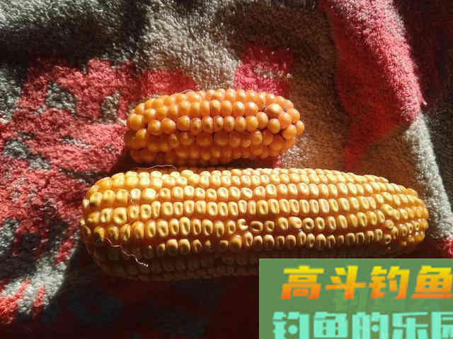 鱼的本能决定了饵料是否好用