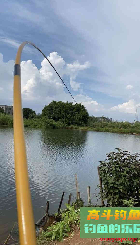鱼类的应激反应，钓鱼时会导致惊窝元凶，完全可以避免