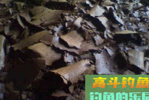 菜籽饼打窝没鱼口？加上这些，钓鲫、钓鲤都可以