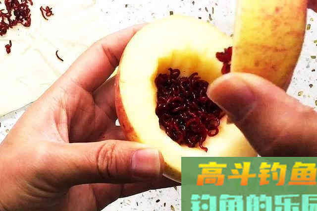 冬季钓鱼红虫用不完，参照这2个存放方法