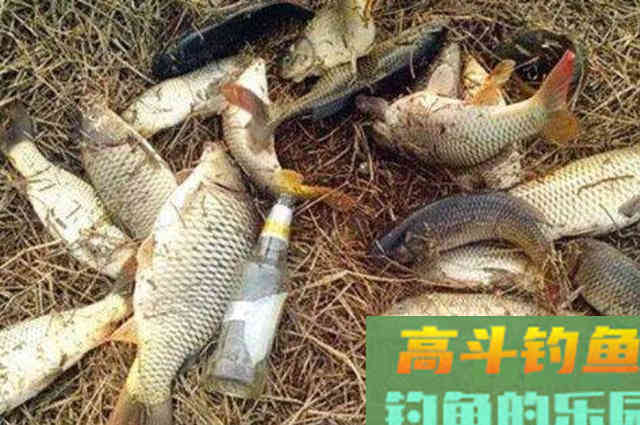 三伏天里，我就常用这鲤鱼特效饵，百试百灵