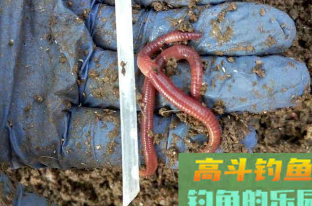 蚯蚓饵很难钓上大板鲫？按我说的用，爆护