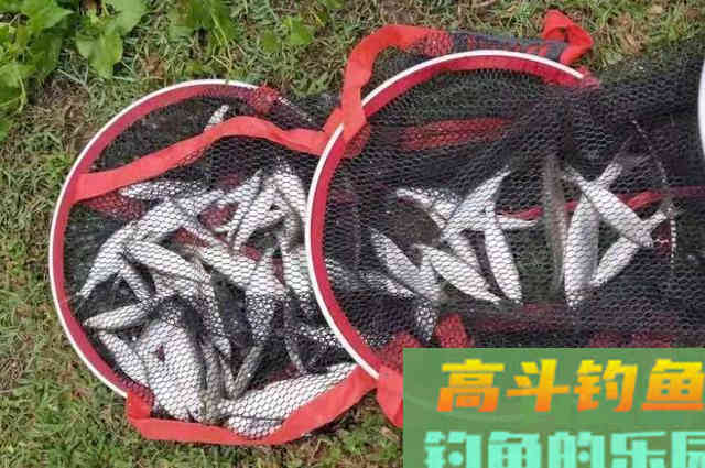 饵料还没到底，就被小白条一抢而空？那是你没这3招