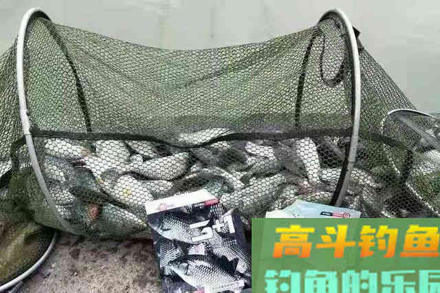 铅坠一动，鱼情就好到没话说