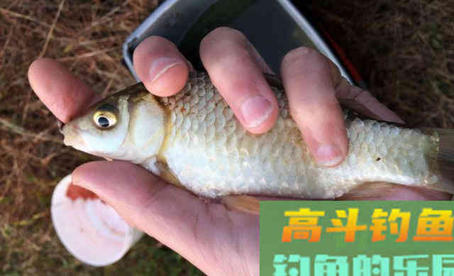 水越深，选择的浮漂吃铅量就要越大吗