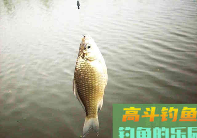 别不信，这5种零食，也能拿来钓鱼