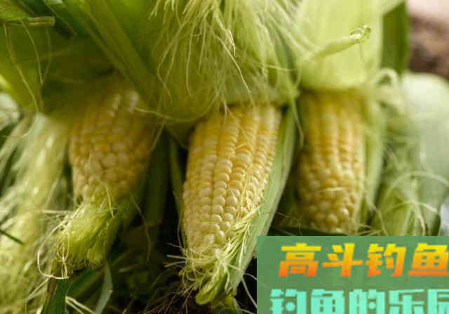 连中鱼率都不敌此类自制鱼饵