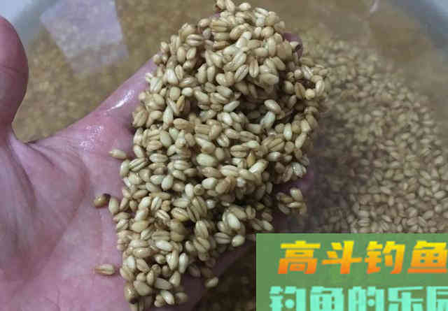 这是制作小麦窝料最简单的方法！成本才1块钱