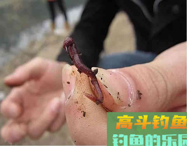 借助这两种小工具，用虫饵挂钩，再也不用担心弄脏手了