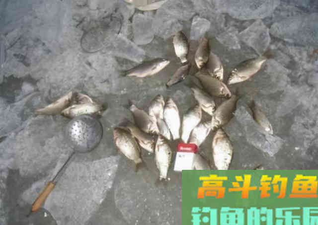 冬天钓鲫鱼就用这三种饵，连杆中鱼，不比夏秋效果差