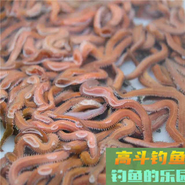 沙蚕这样用，专门钓淡水鱼，连杆爆护一点不难
