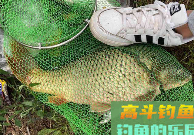 钓鱼不是喂鱼！春季钓大鱼打重窝会坏事