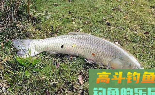 这几个迹象出现时，说明大鱼已经进窝了