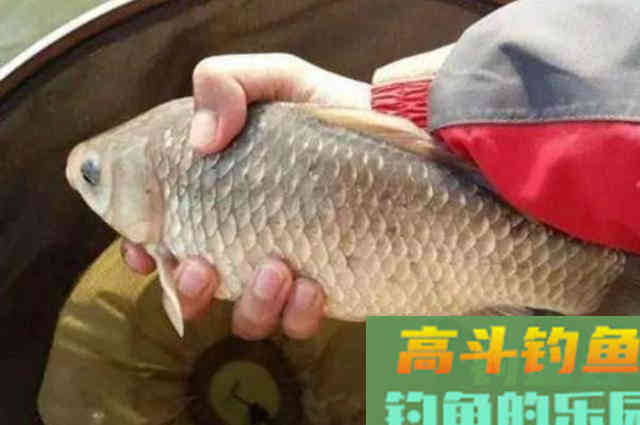 气温一降，我就喜欢用这鲫鱼特效窝料