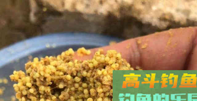 冬季窝饵被封为王者的是哪3种？在身边，老钓友不教