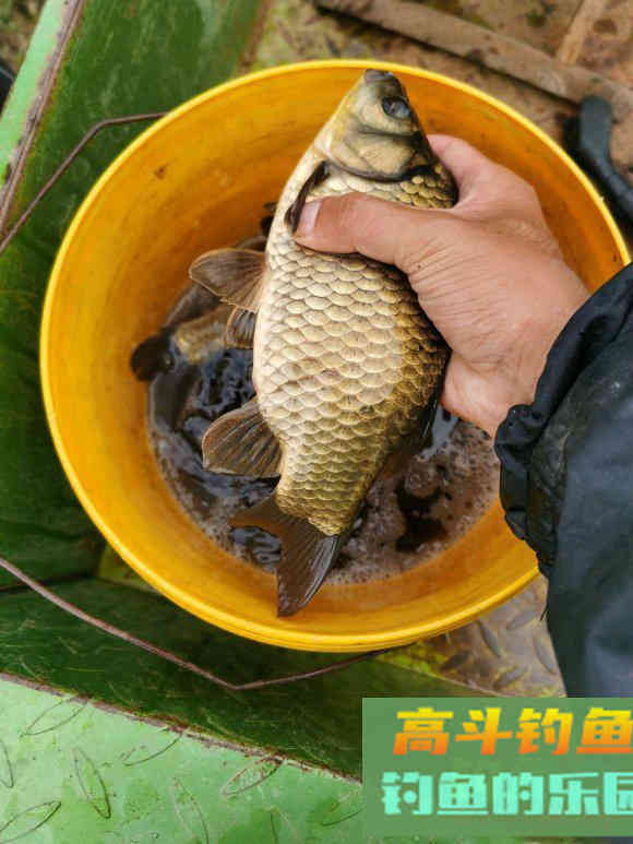 为何同种目鱼有不同的抓口攻略？吃口阶段不同