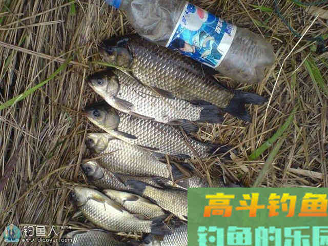 在野钓中最常用商品饵的特点介绍