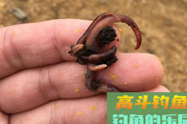 不花一分钱就把鲫鱼骗上钩，这饵果然够狠