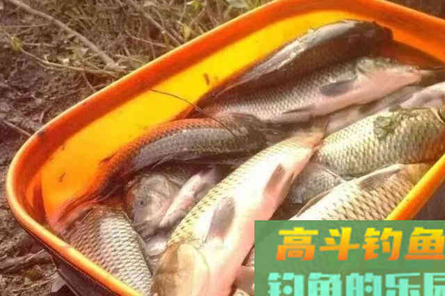 这饵料果然有奇效！小鱼不闹，大鱼跑不掉
