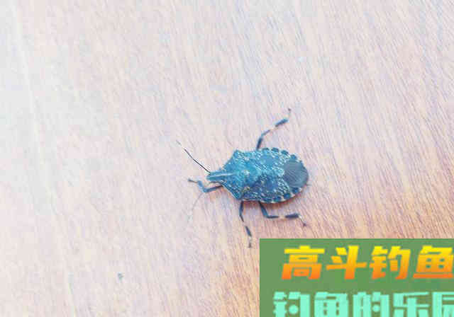 钓友突发奇想，用3000一斤的“臭丸虫”钓鱼