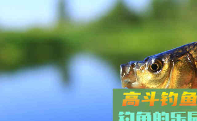 不用红虫不用蚯蚓，春季垂钓老钓客独用它