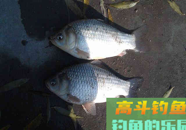 野钓鲫鱼，用对饵料钓到鱼并不难，附自制饵料过程