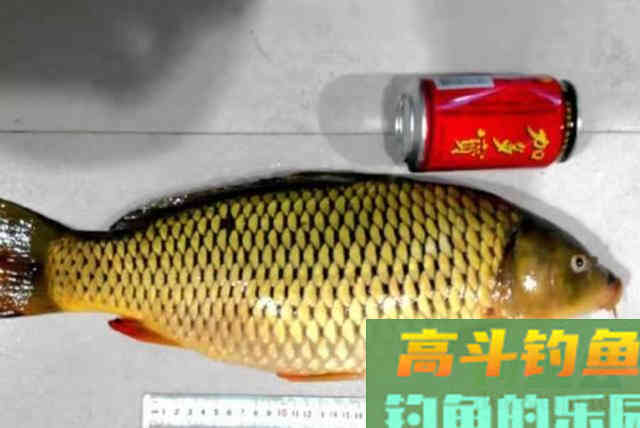 别再费钱买小药了，换用4种添加剂，鲫鲤鱼轮番上钩