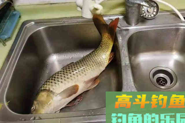 夏钓大鲤鱼，唯独这4种打窝方式才最可靠