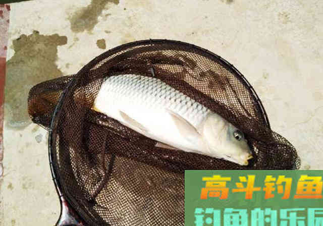 商品饵料钓鱼，为何没有宣传得那么好