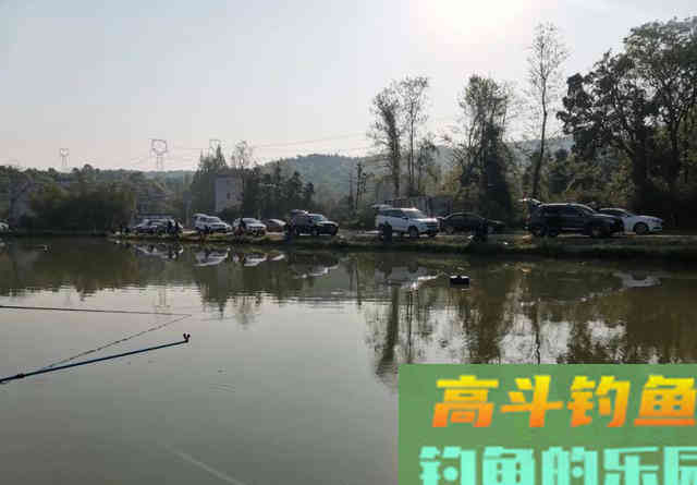 钓黑坑少不了散炮，这样搭配诱鱼快，大鲫鱼久聚不散